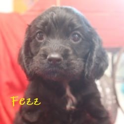 puppy, for, sale, Cocker Spaniel, Joe & Cherri  Overlease, dog, breeder, Miller, MO, dog-breeder, puppy-for-sale, forsale, nearby, find, puppyfind, locator, puppylocator, aca